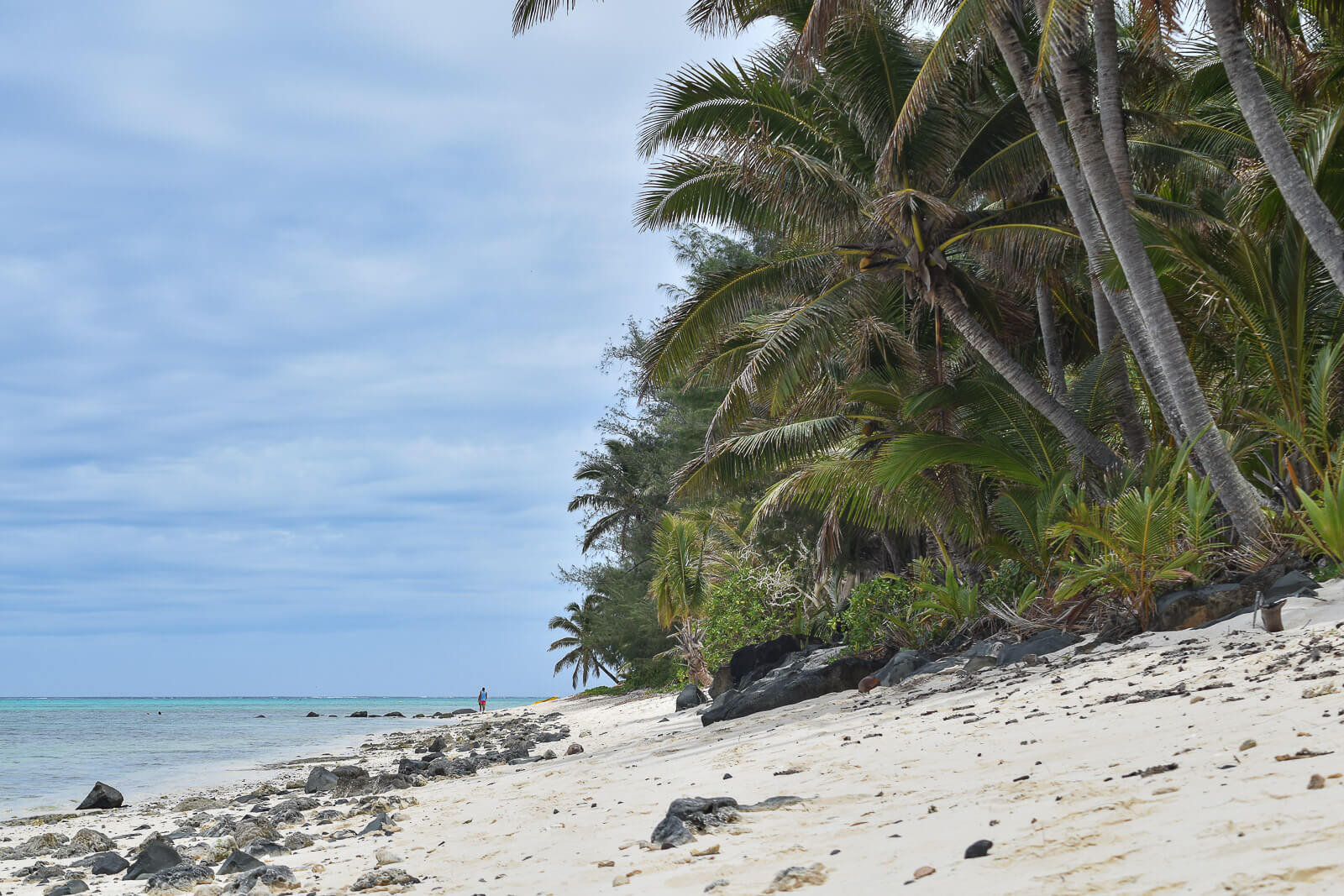 Palm trees on a beach 