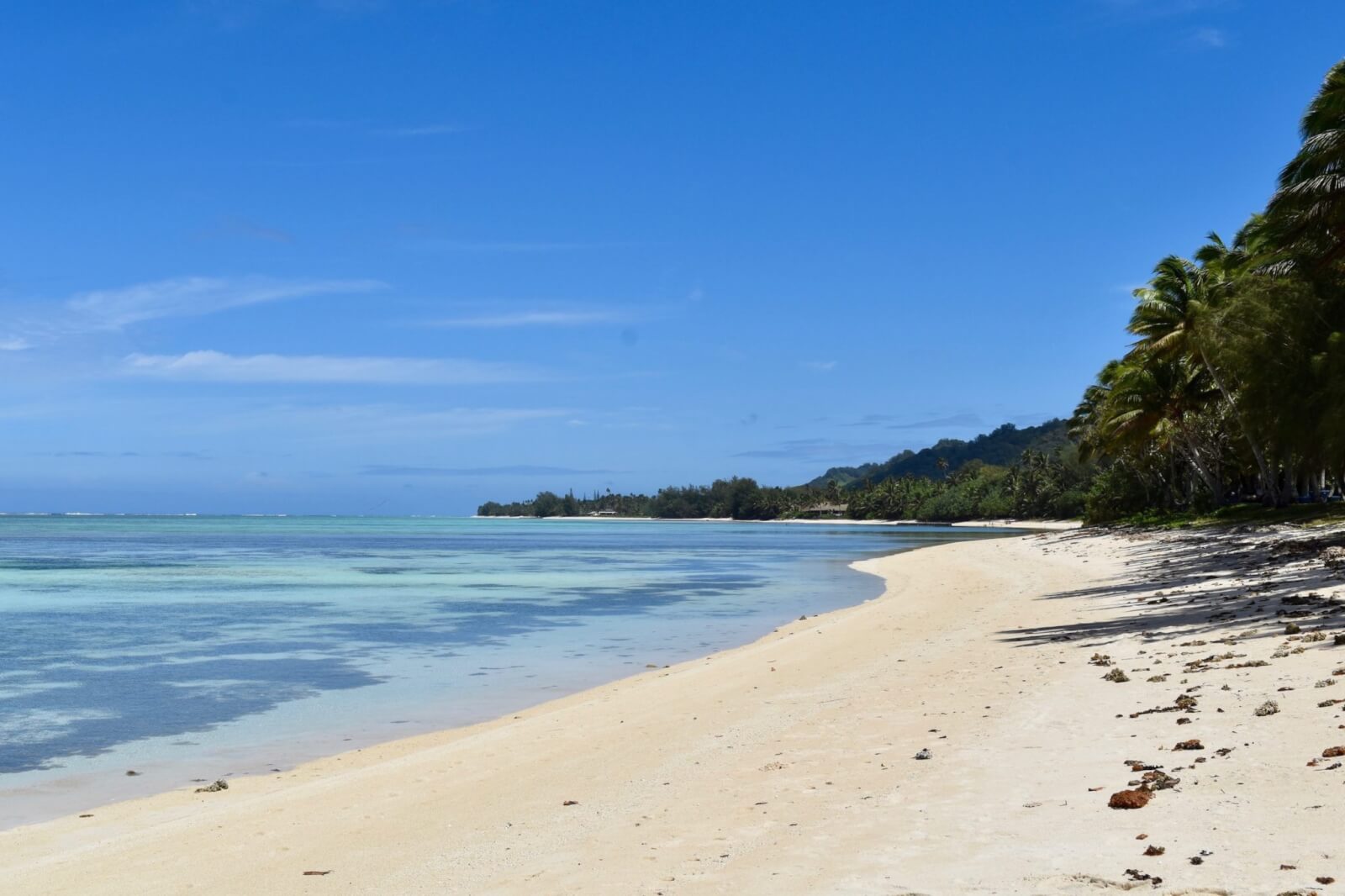 A sandy beach lined with palms and clear water 