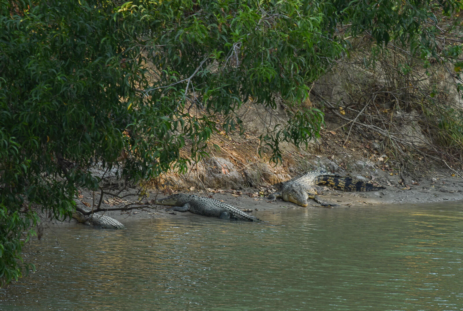 Saltwater crocodiles on the banks at Cahills Crossing 