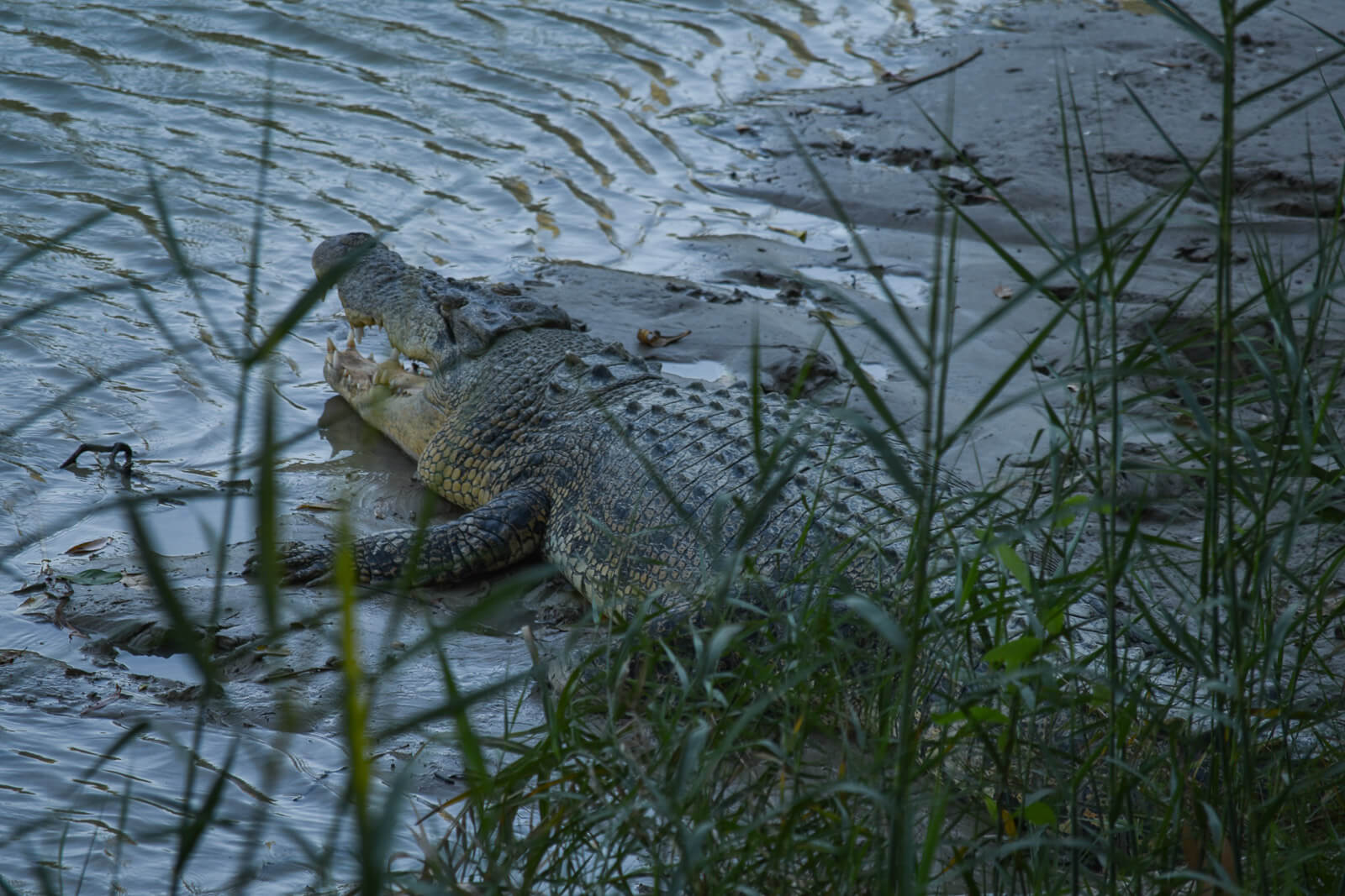 A large saltwater crocodile on the banks at Cahills Crossing on our Kakadu itinerary