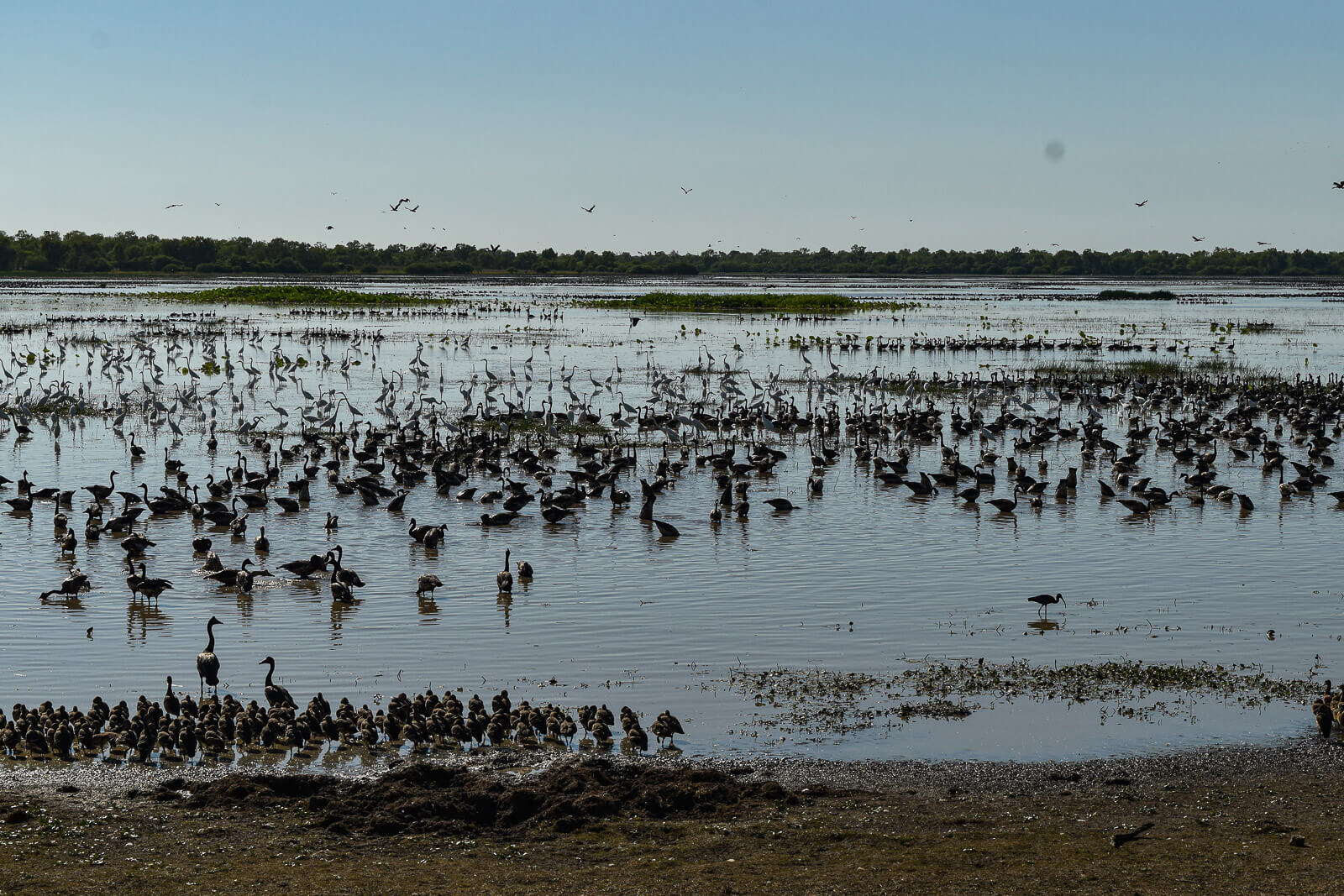 Hundreds of birds gather in the Mamukala Wetlands