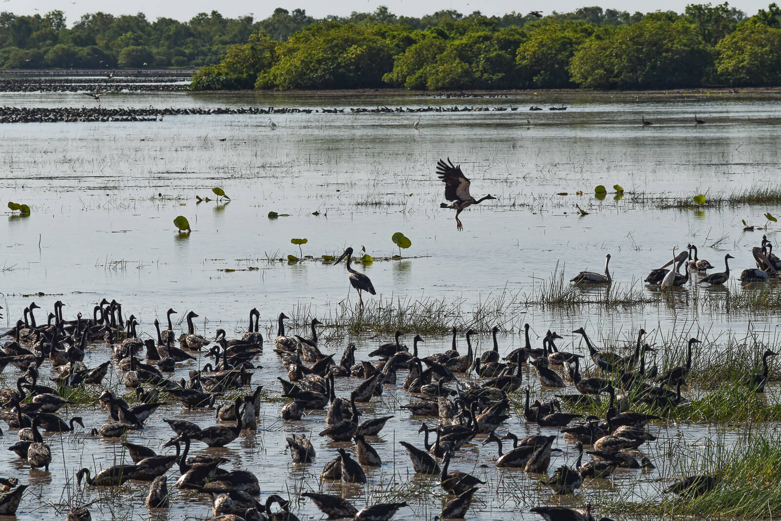 a variety of birds in the water on the wetlands 