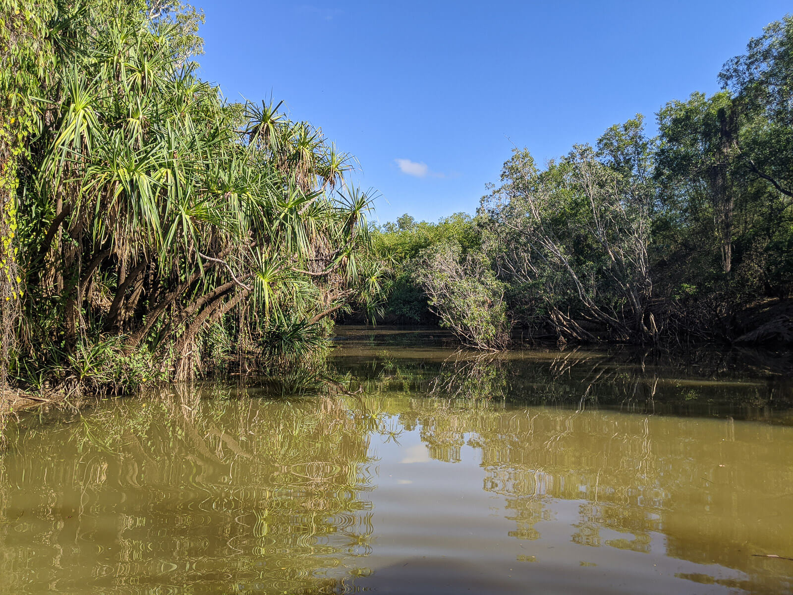 A river with trees on either side 