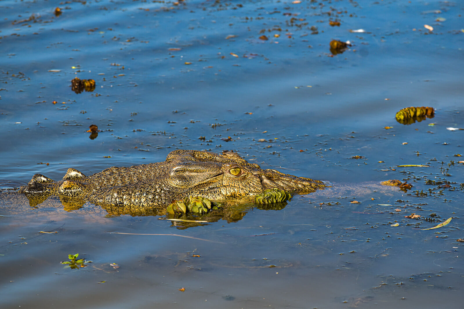 A crocodile peeps out of the water