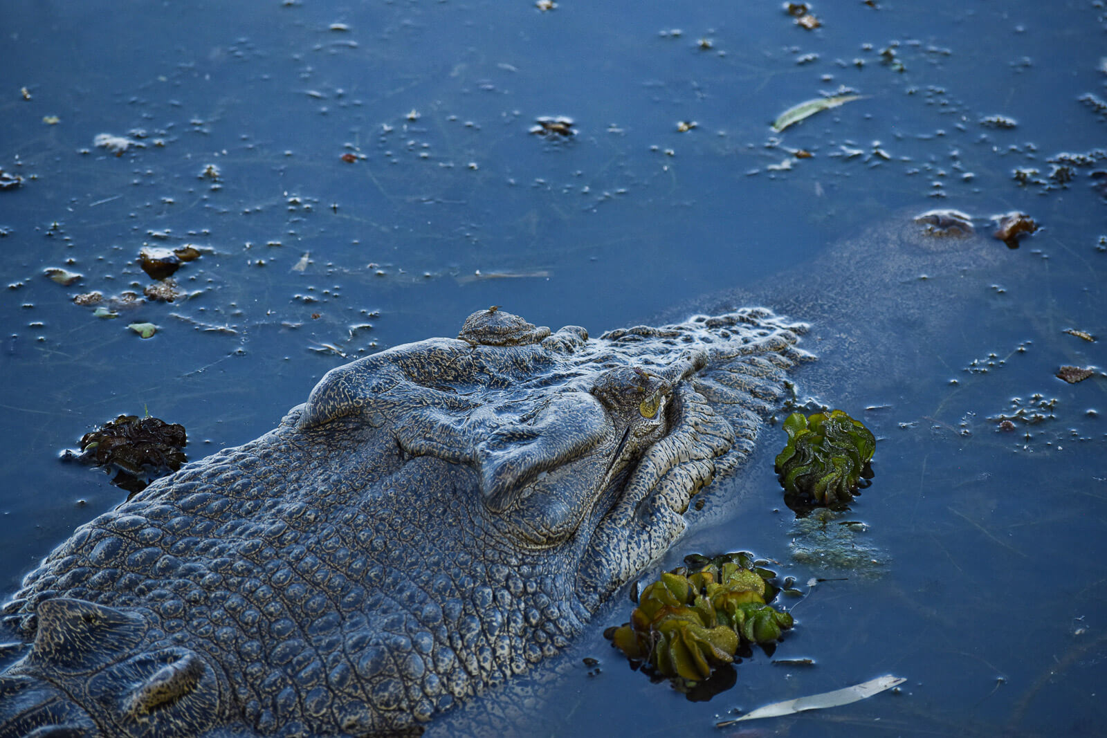 A large saltwater crocodile submerged under the water