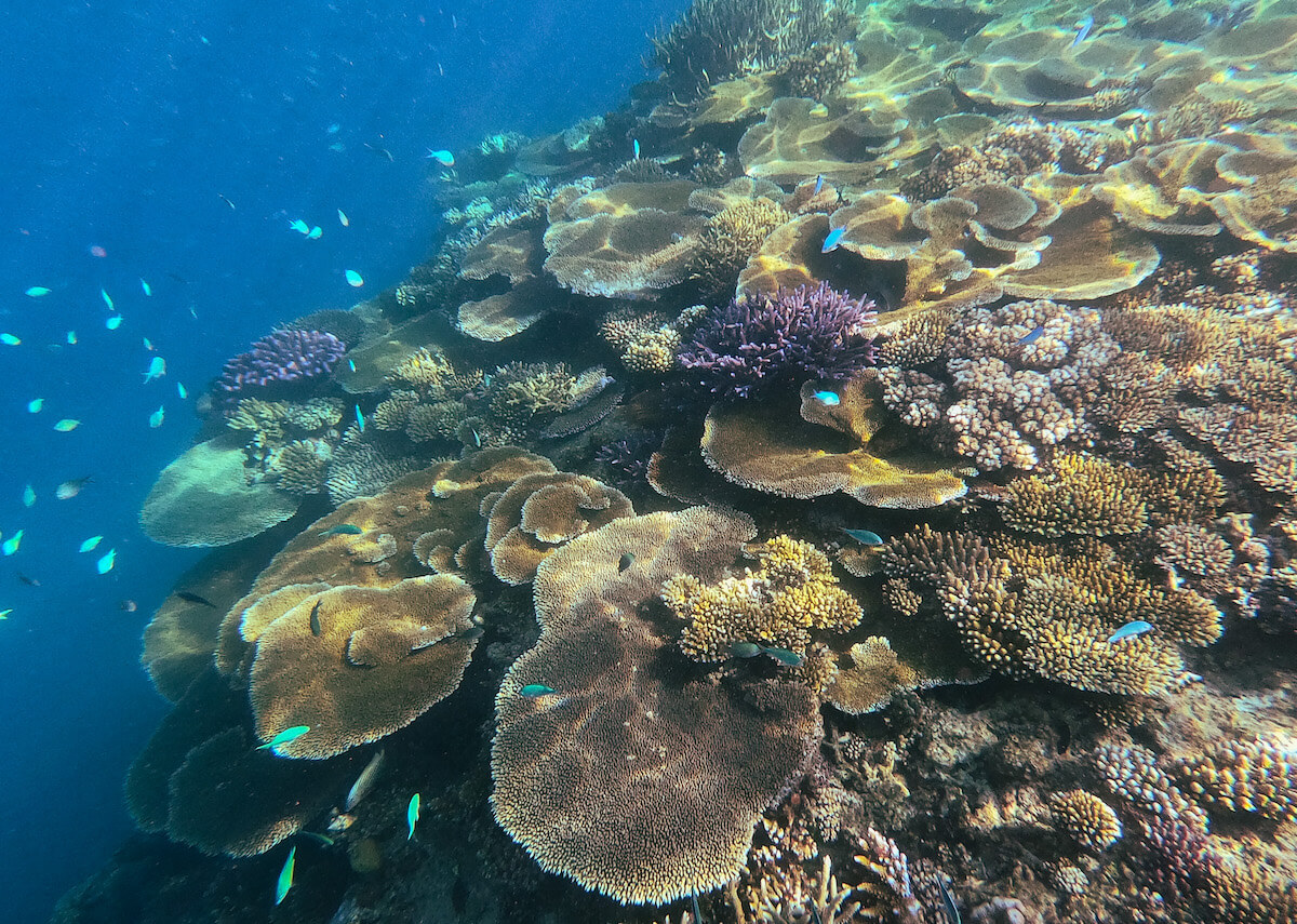 Snorkelling in Fiji