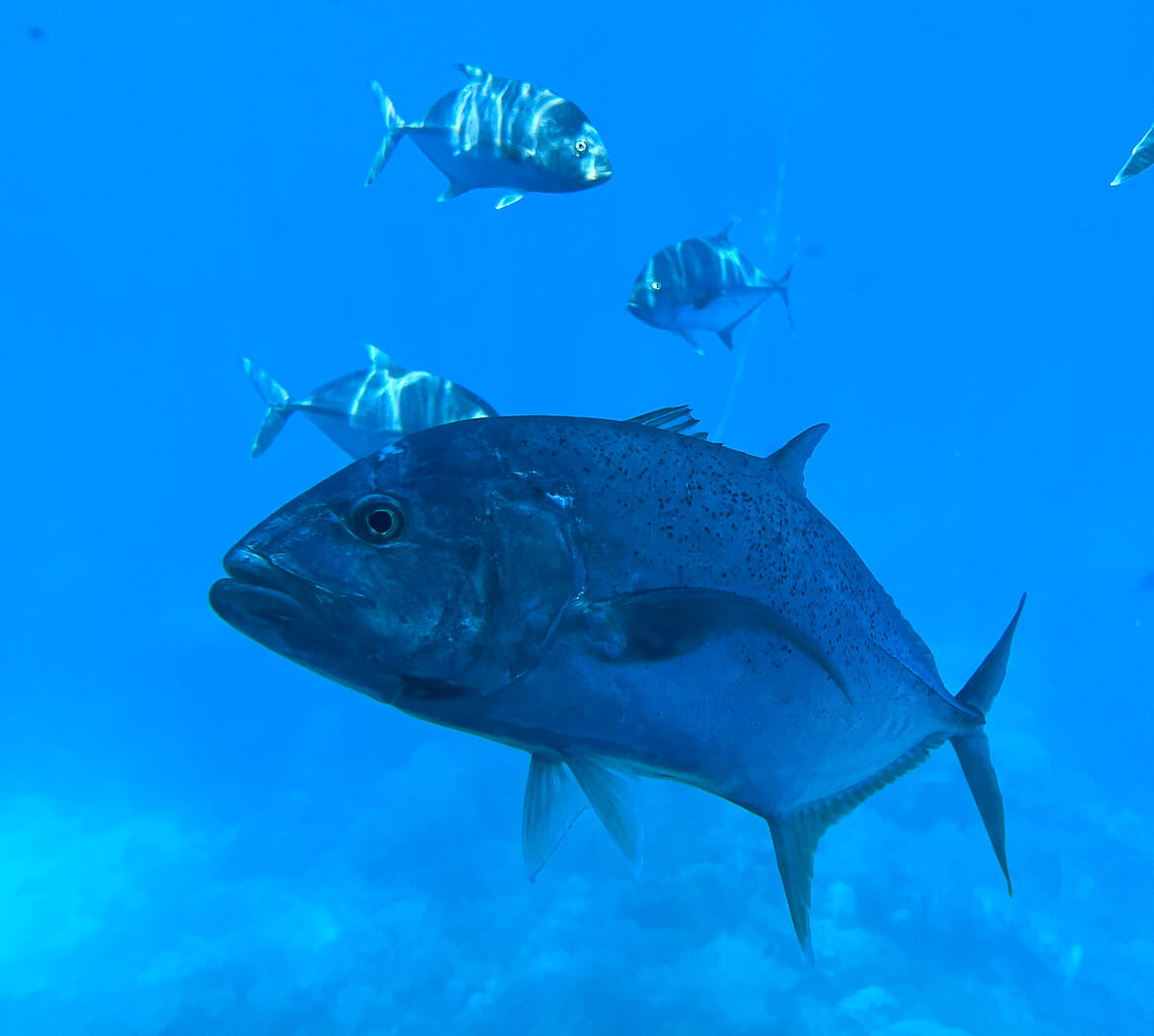Giant trevally on the Great Barrier Reef 