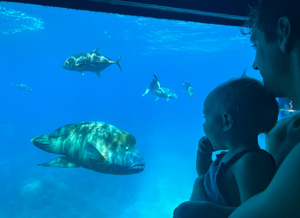 Admiring the fish from the underwater observatory