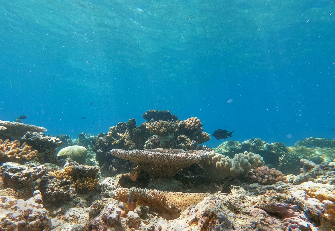 Colourful corals on the Great Barrier Reef