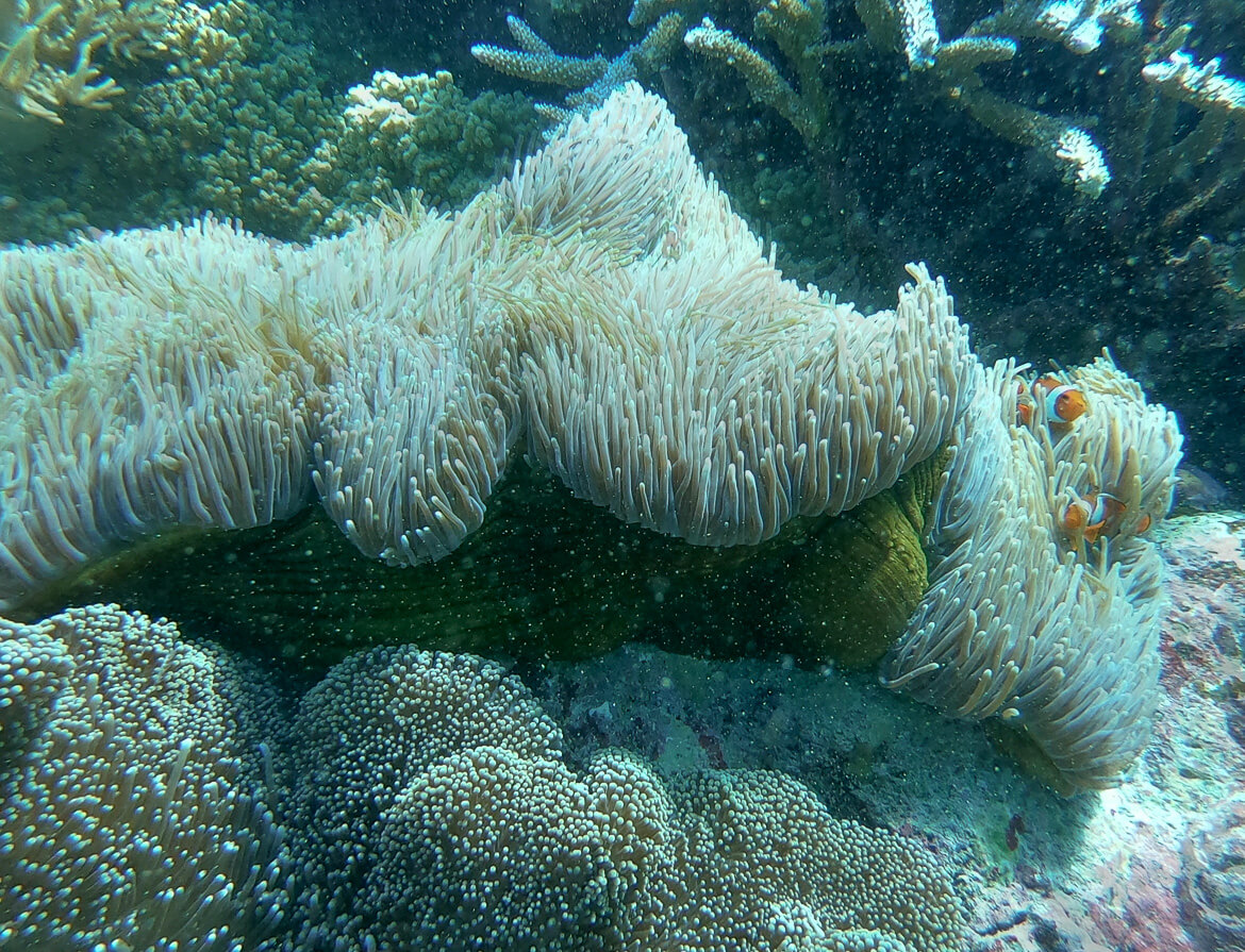 clown fish on the Great Barrier Reef 
