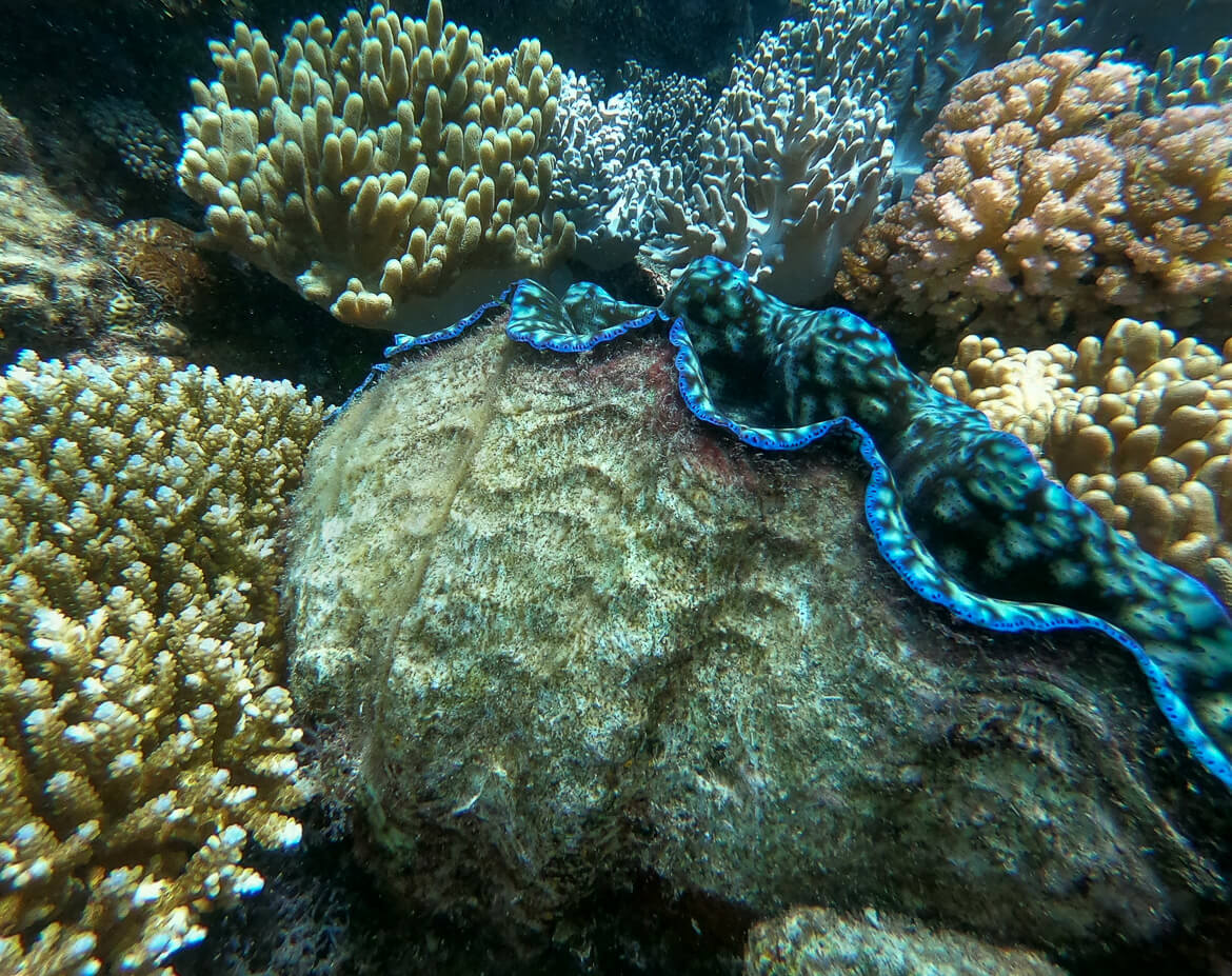 A giant clam