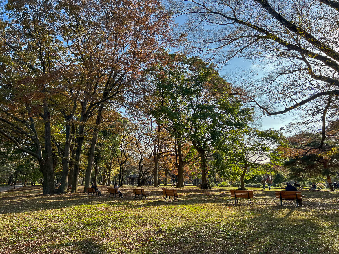 Autumn leaves in a Tokyo park