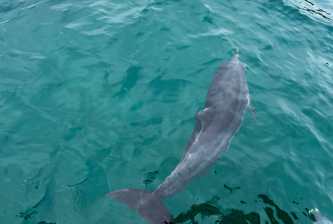 The view from the boat on our Jervis Bay dolphin cruise