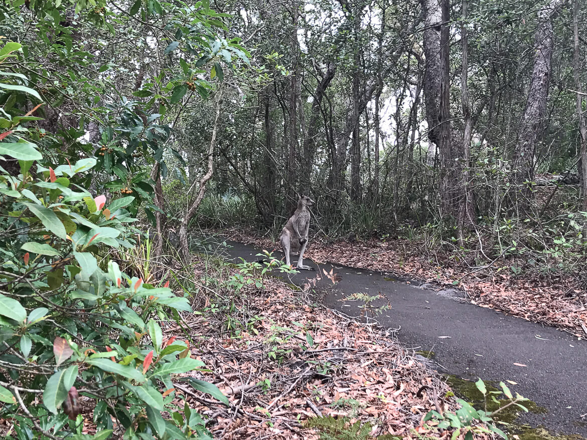 A Kangaroo in Booderee National Park