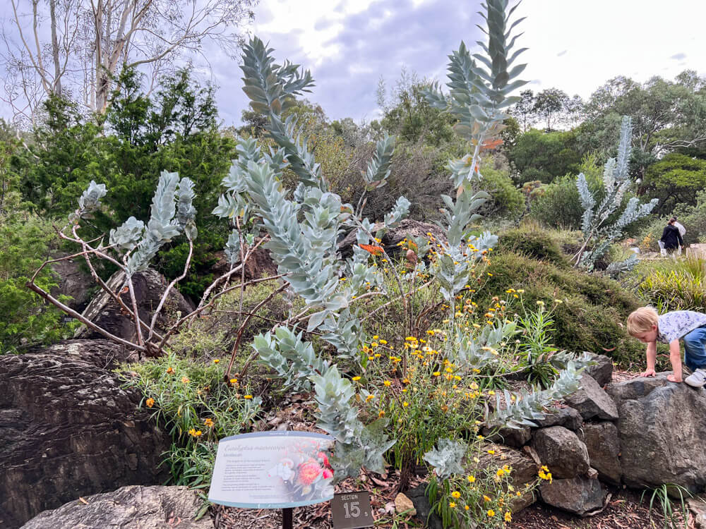 A boy playing at The Australian National Botanic Gardens in Canberra