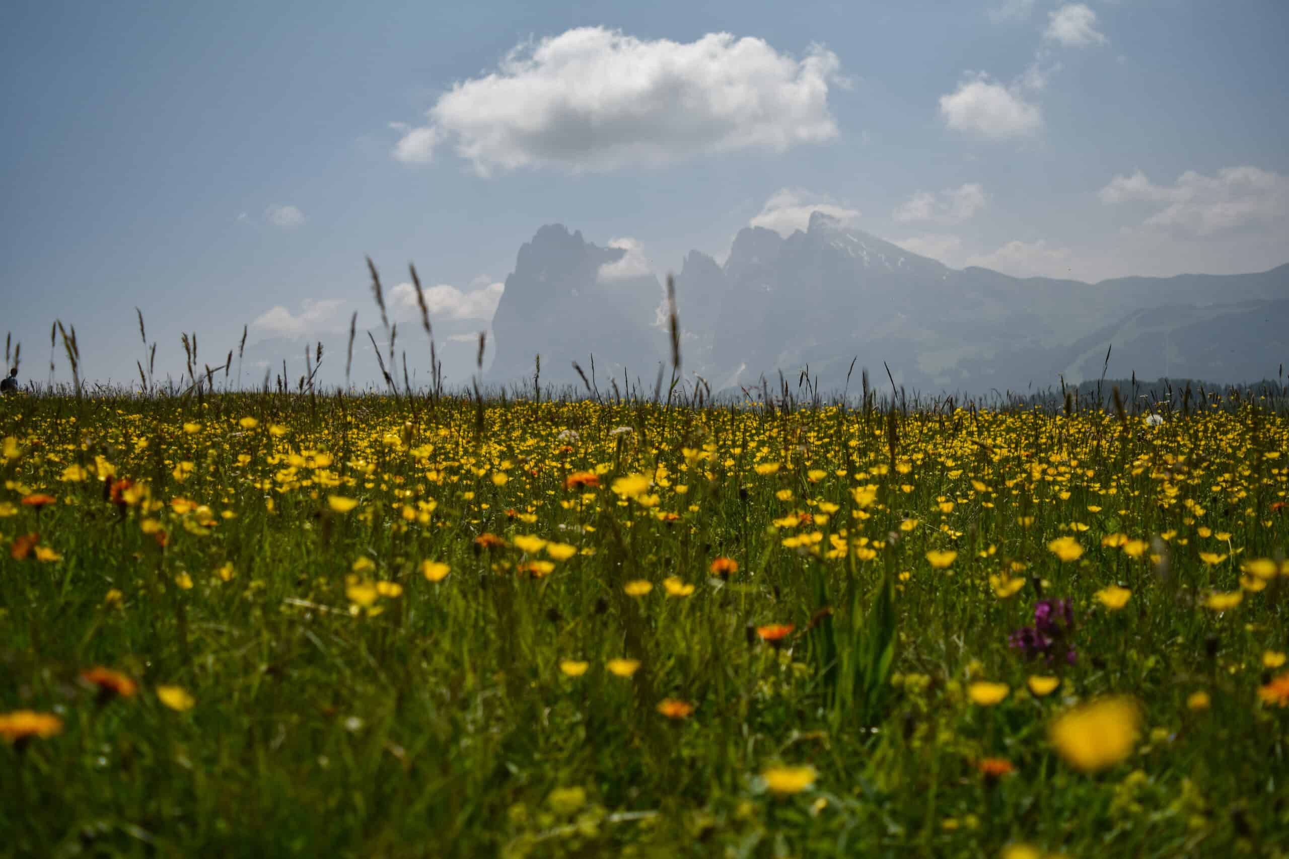 Walking through wildflowers on a Dolomites itinerary
