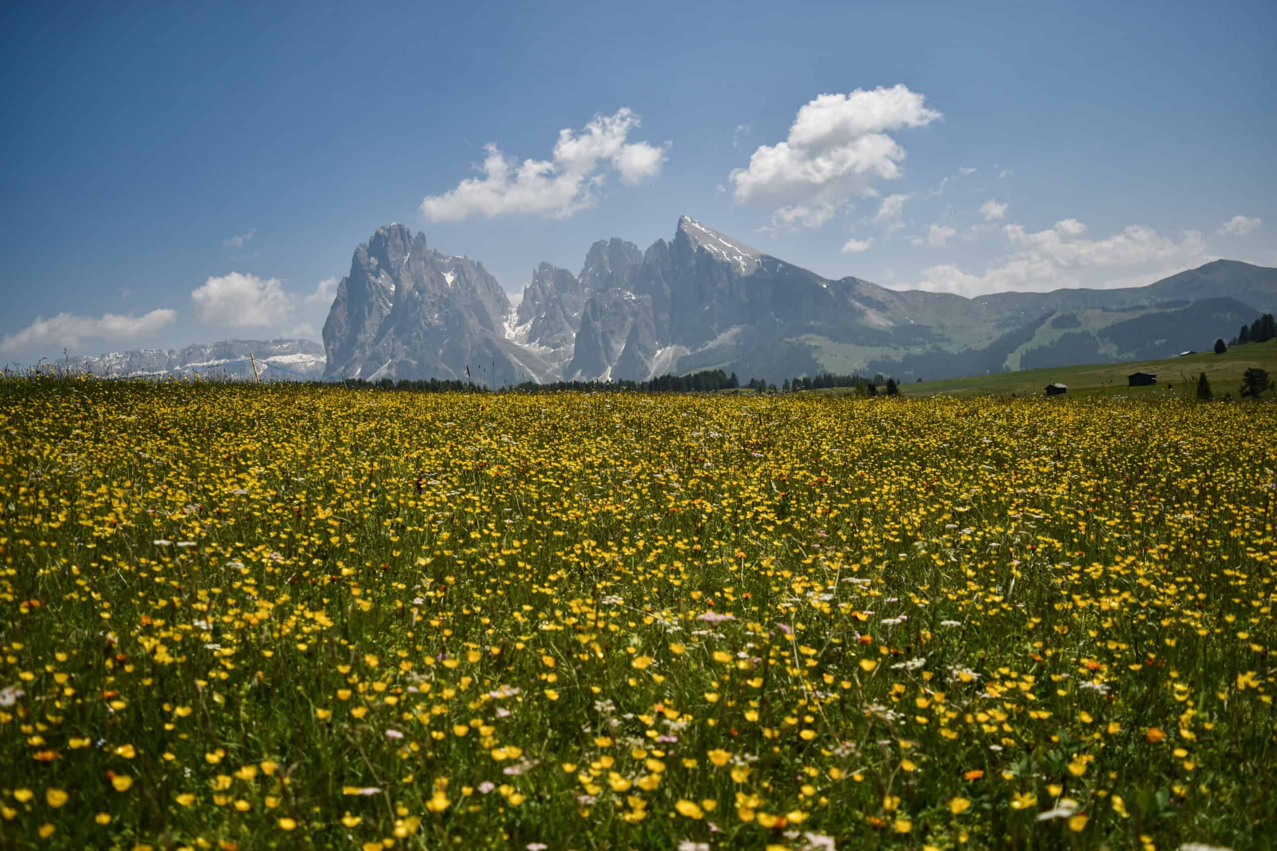 Wildflowers on Alpe di Siusi
