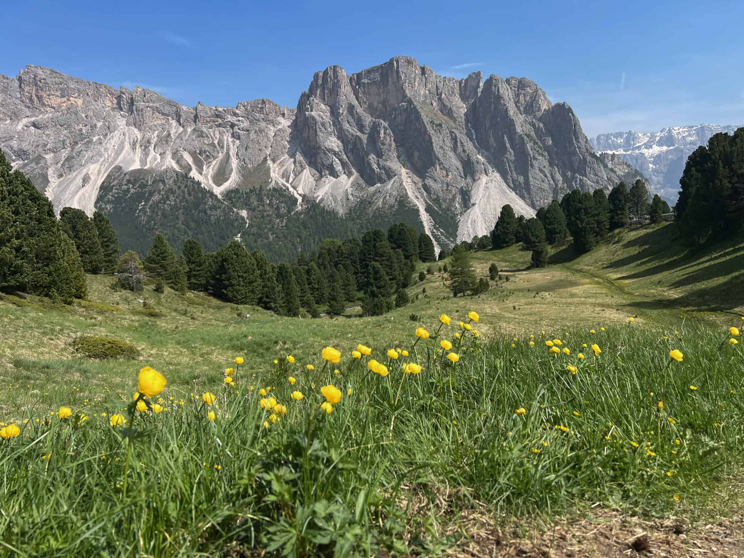 Yellow wildflowers and a mountain backdrop