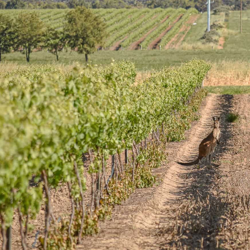 A Lovely Planet - Hayley Lewis - South Australia-1 South Australia