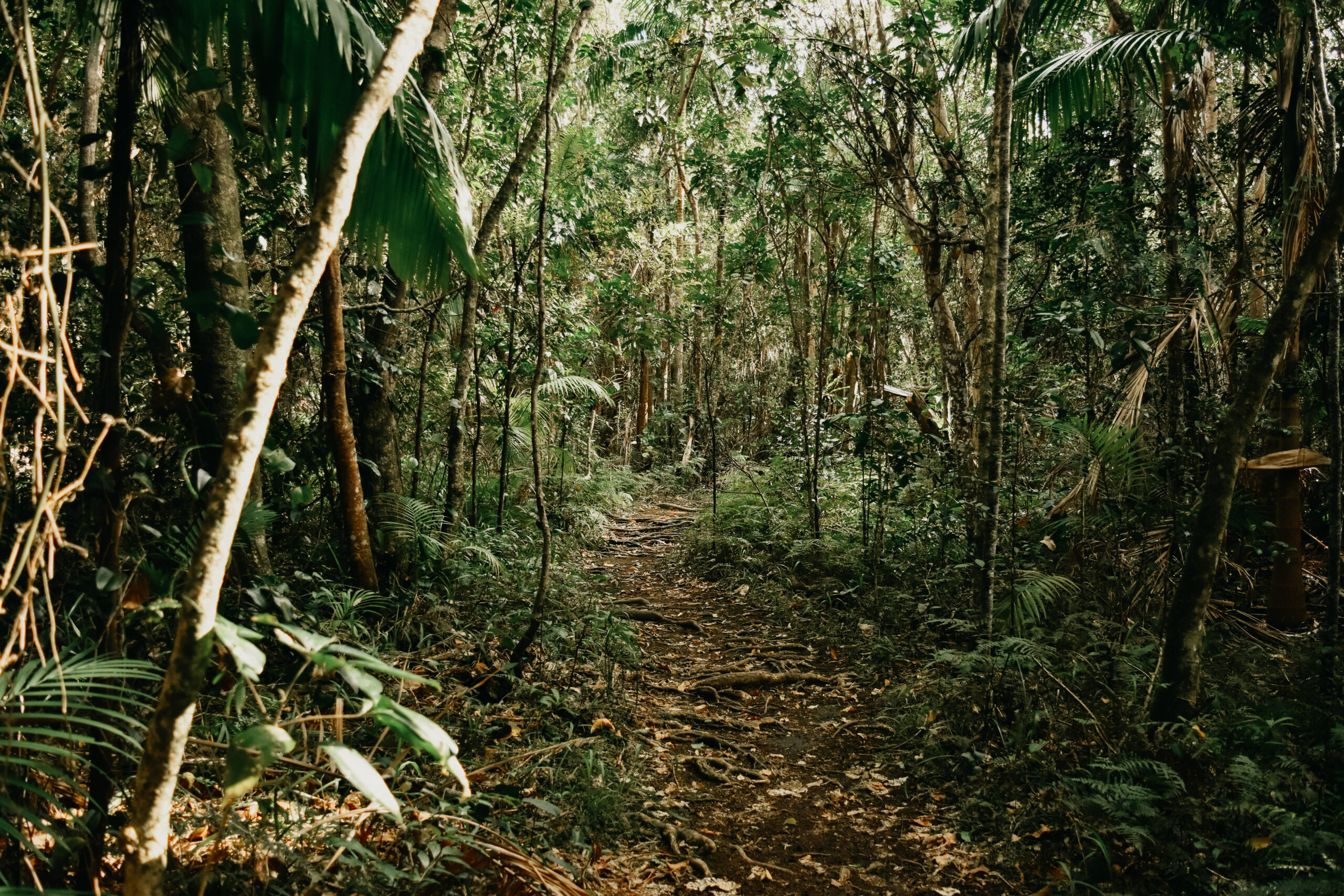 Pathway through bushland at Elements of Byron