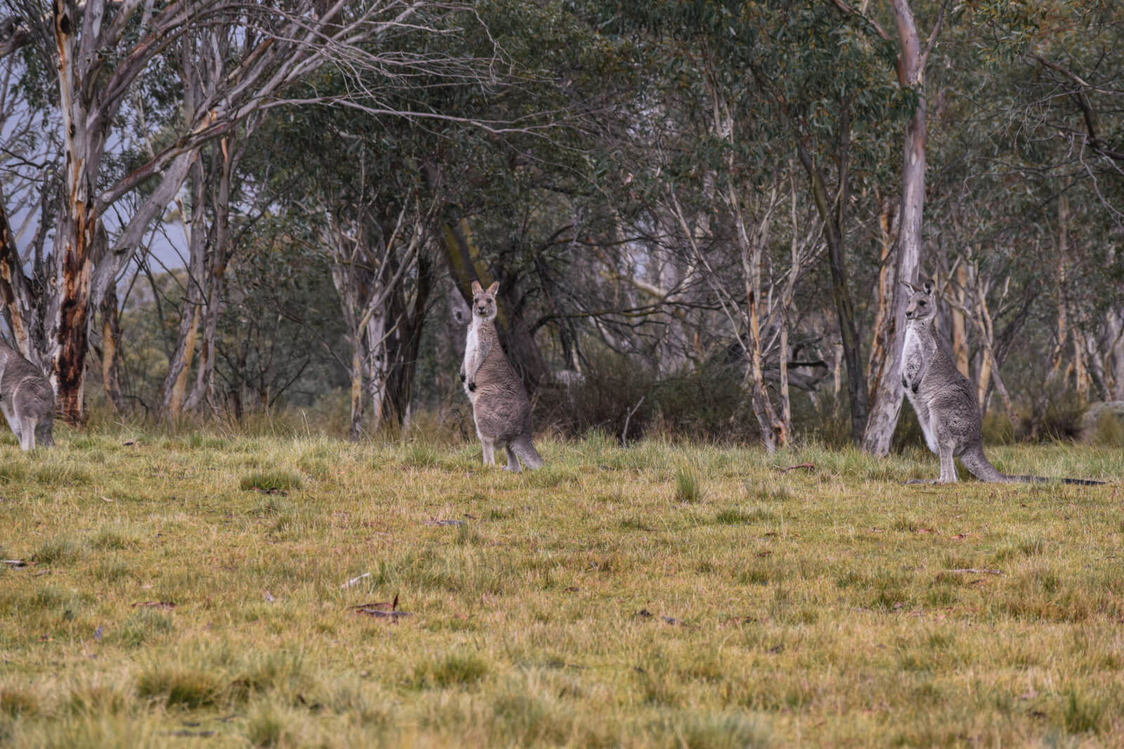 Kangaroos in Crackenback